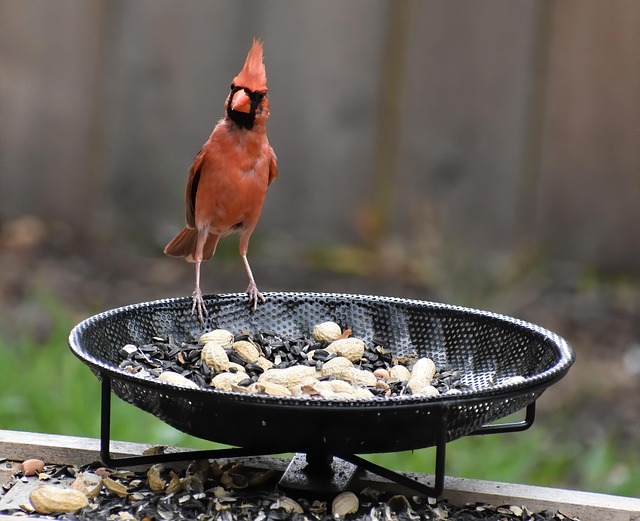 bird feeder