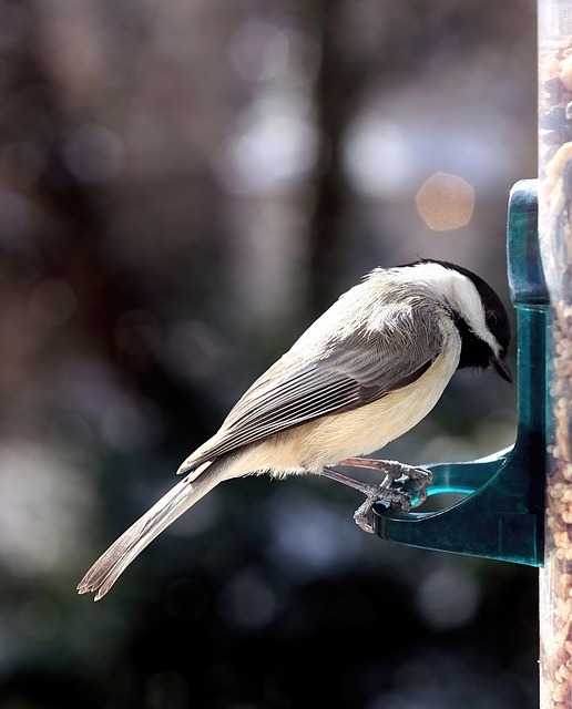 bird feeder