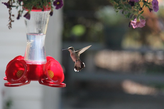 Feed Your Feathered Friends Affordably: Guardian Bird Feeders’ Bulk Mix Deals