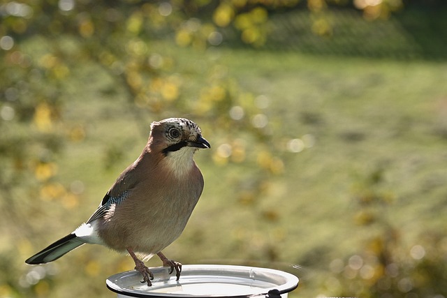 Transform Your Bird Feeder: Organic Mealworms, London’s Top Choice, Free Shipping!