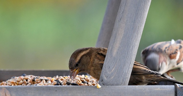 bird feeder