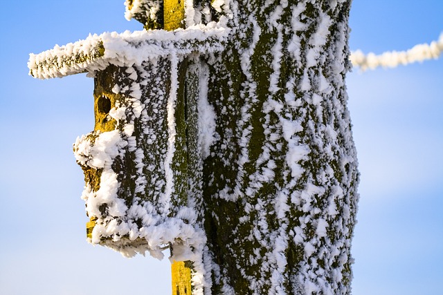 bird feeder
