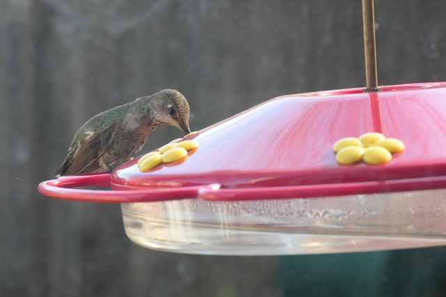 bird feeder