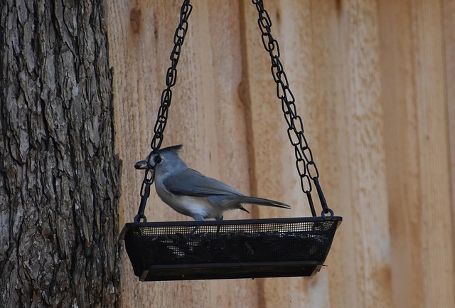 bird-feeder-640x480-75189184.jpeg