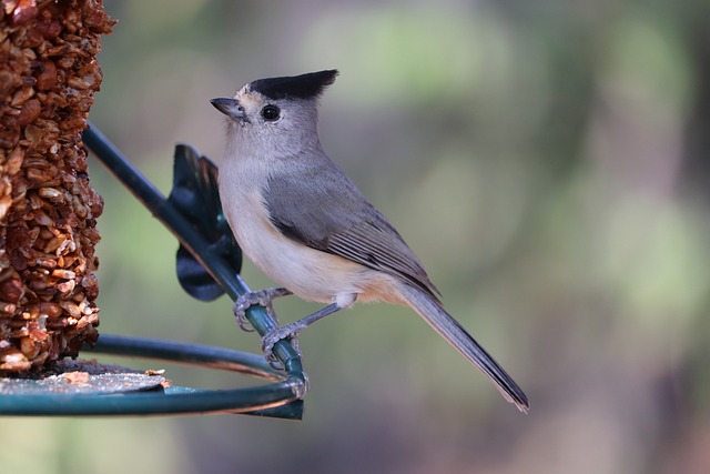 bird feeder