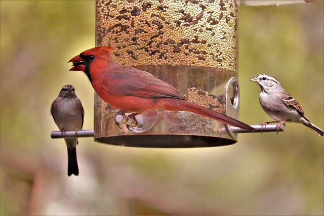 bird feeder