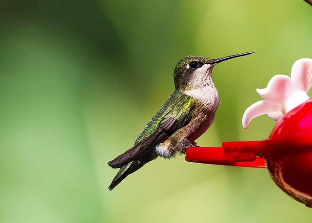 Feed More Birds in Leeds with Our Budget-Friendly Fat Ball Blend - Free Delivery Today!