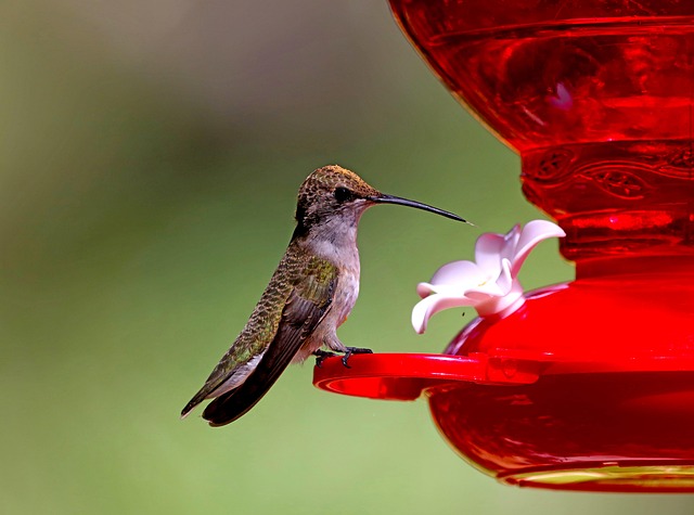 bird feeder