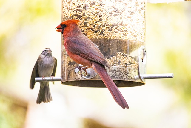 bird feeder