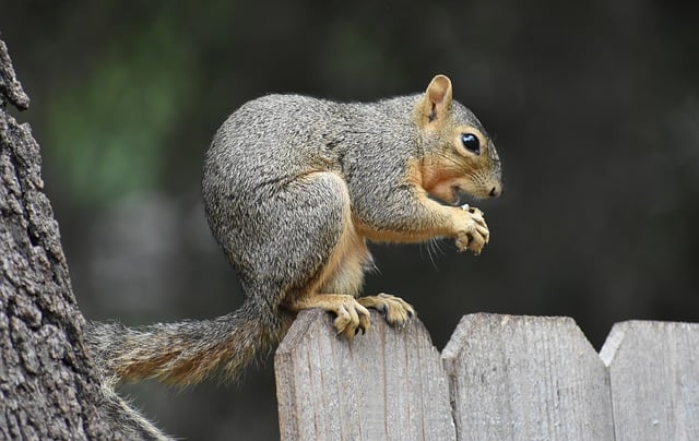 Feed Your Bristol Birds Better - Free Delivery on Top Quality Peanuts!
