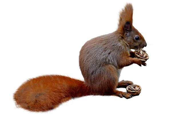squirrel