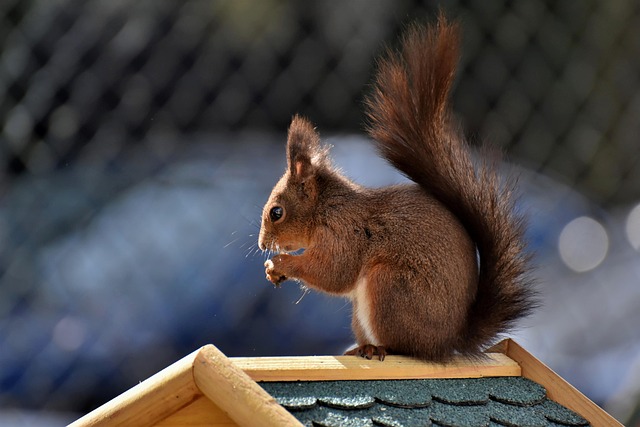 Squirrel-Proof Your London Garden: Easy-Install Bird Feeder with Free Shipping