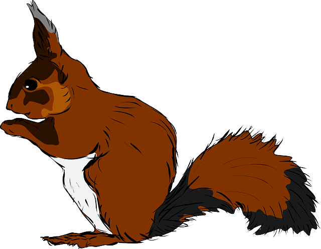 squirrel