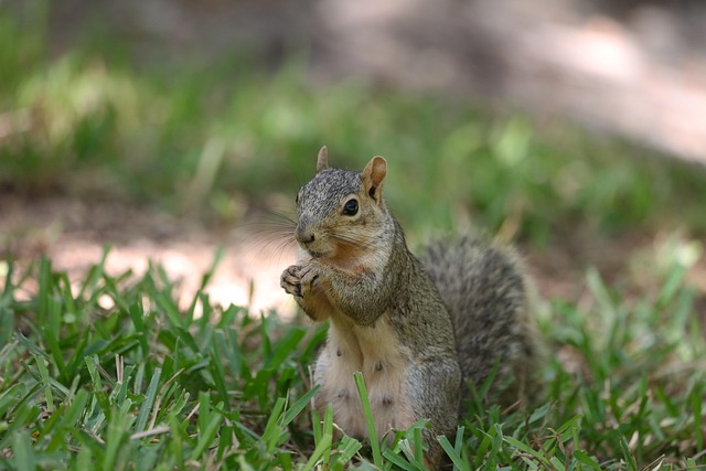 squirrel