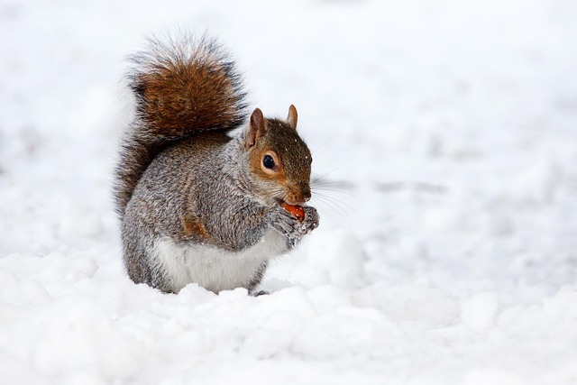 Squirrel-Proof Your Feeder: Bulk Peanuts & Top-Quality Feeders Delivered!