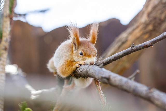 Revolutionize Your Yard: Squirrel-Proof Sheffield Feeder - Feed Birds Effortlessly, Save Money!