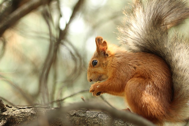 Squirrel Proof Feeder Bulk Buy: Top Quality, Best Prices, Free Delivery in Cardiff