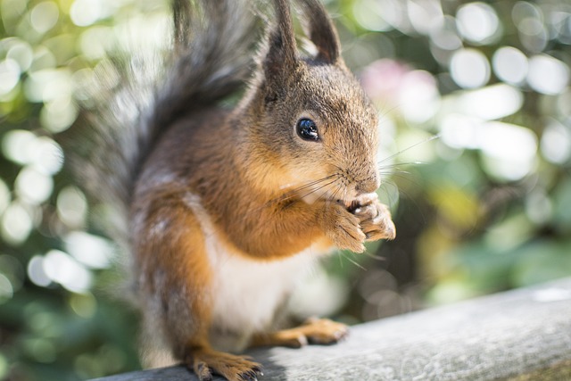 Squirrel Proof Your Feeders, Save on Bulk Wild Bird Seed in Leeds!