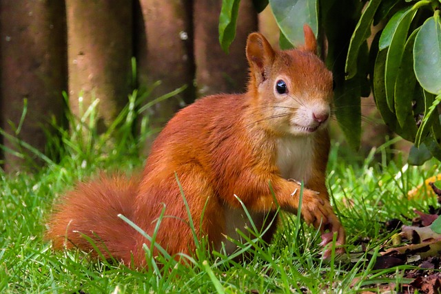 squirrel