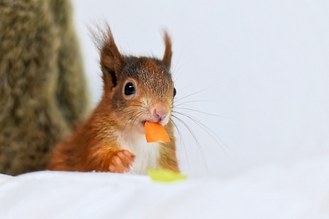 squirrel-640x480-51160352.jpeg