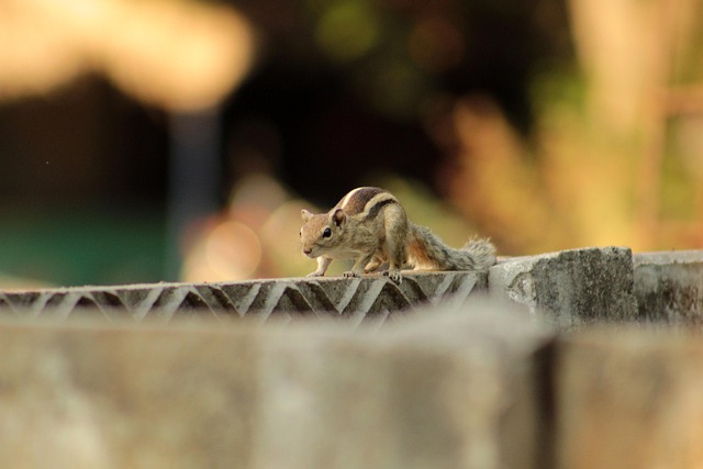 squirrel