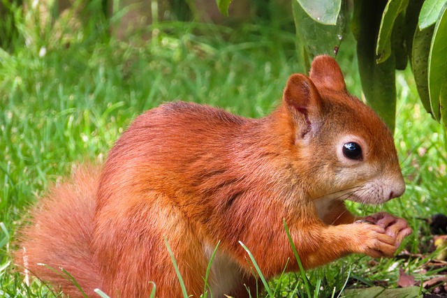 squirrel