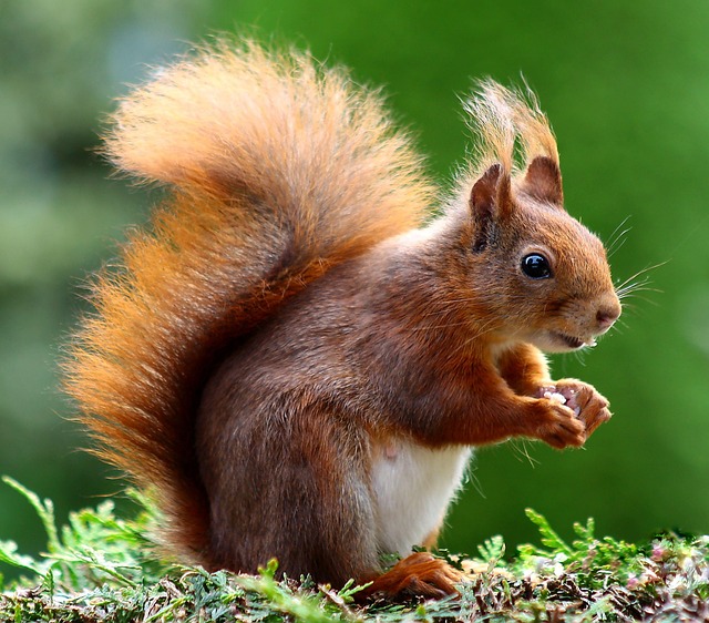 Stock Up, Save Money: Bulk Peanuts for Cardiff's Squirrel-Proof Bird Feeders