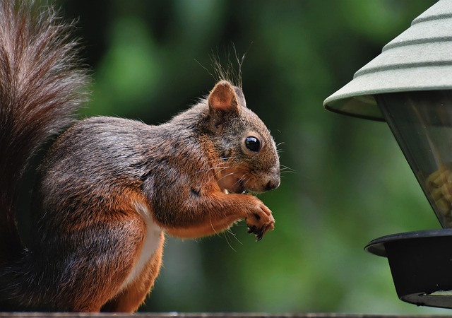 Squirrel Proof Feeders Liverpool: Healthy Birds, Happy Homes – Free Calcium Boost!