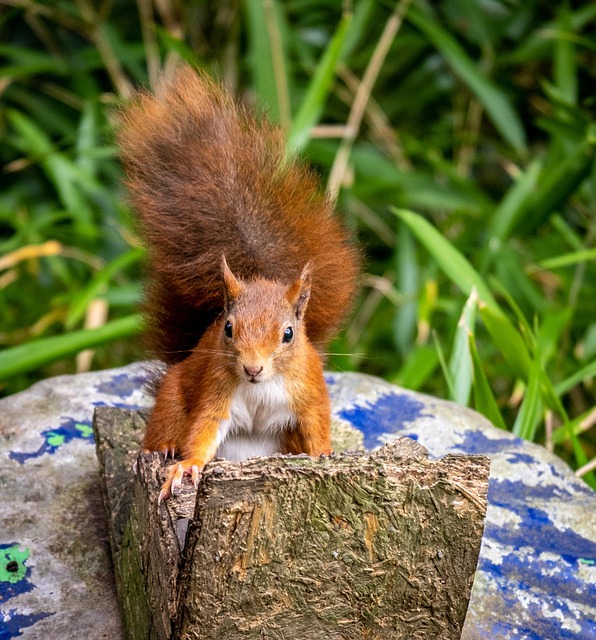 squirrel