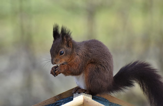 Squirrel-Proof Feeders: Natural Fat Balls Attract Birds to Birmingham, Save You Money