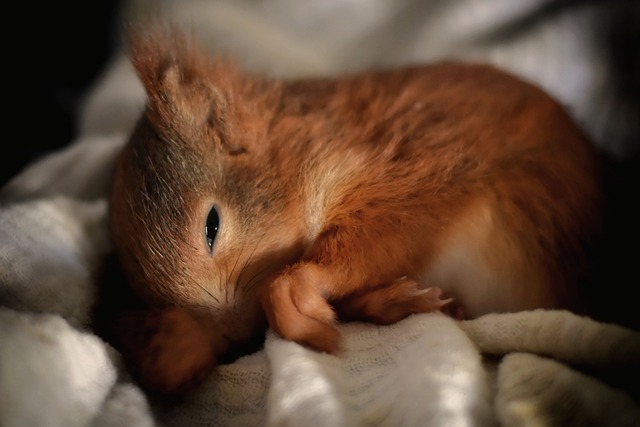 squirrel