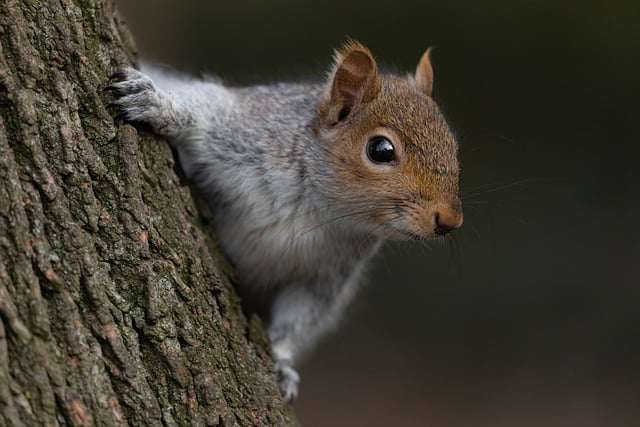 squirrel