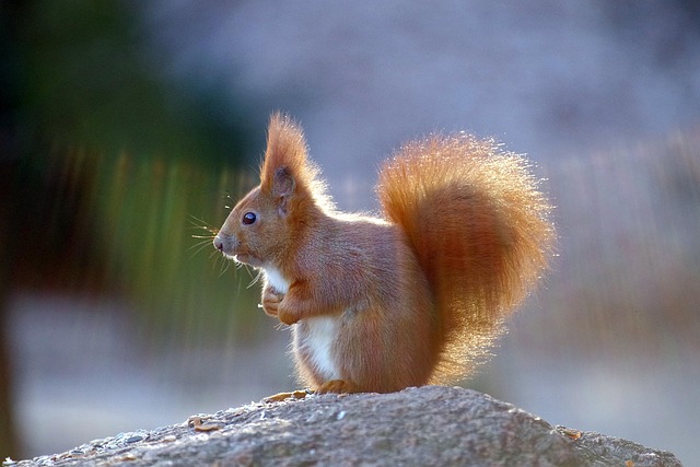 squirrel