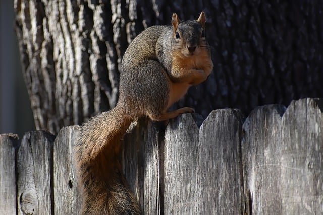 squirrel