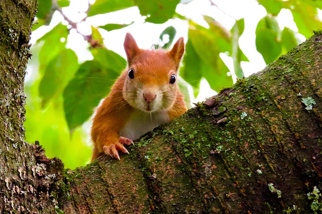 squirrel