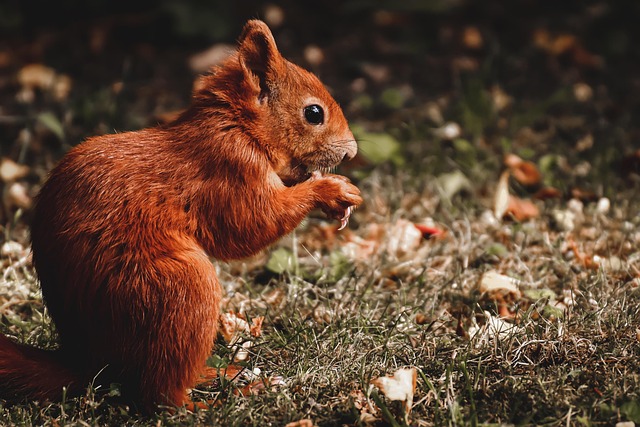 squirrel