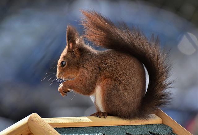 squirrel