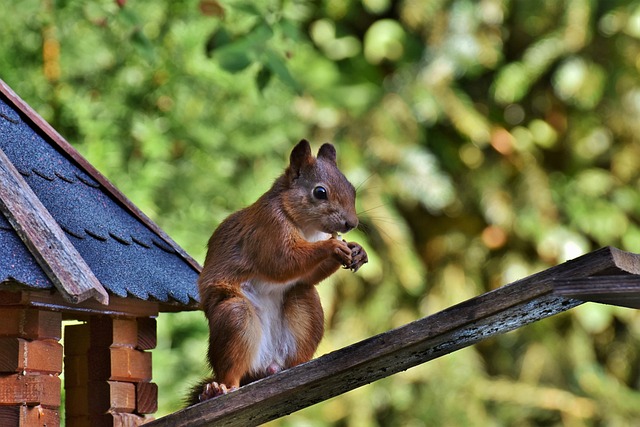 Squirrel Proof Bird Feeders Manchester: Enhance Your Feathered Friends’ Diet with Calcium-Rich Sunflower Seeds