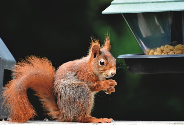 squirrel
