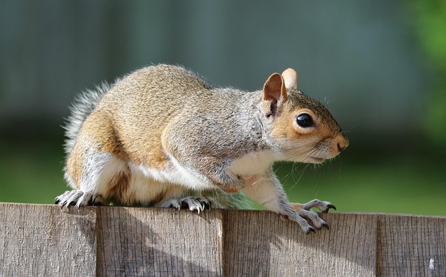 squirrel-640x480-83363125.jpeg