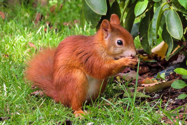 London’s Top Deal: Squirrel-Proof Feeders & Cheap Sunflower Hearts!