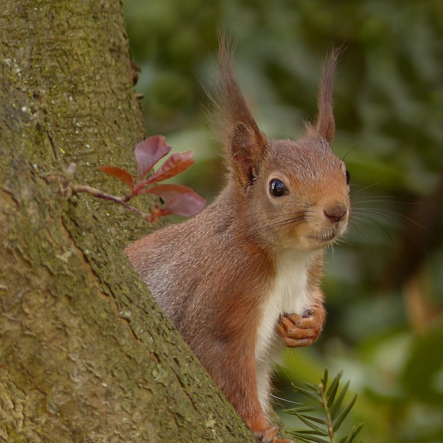 squirrel