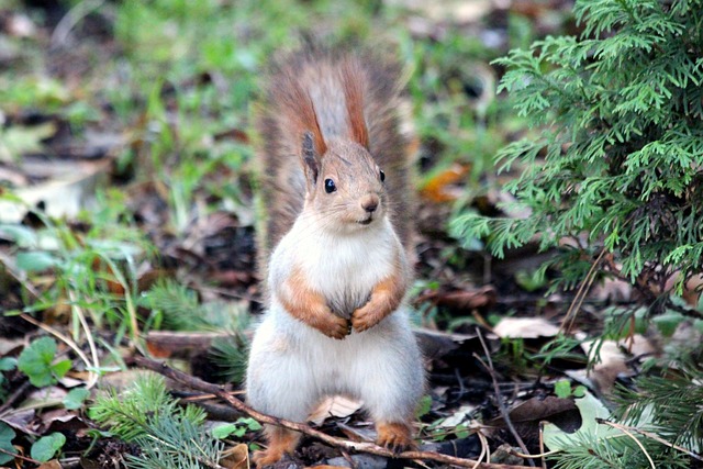 squirrel