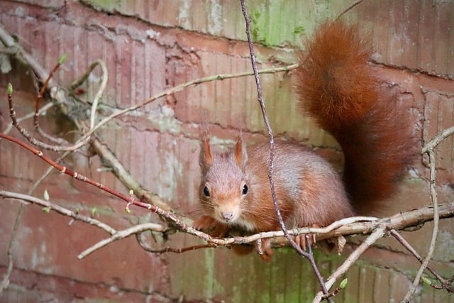 squirrel