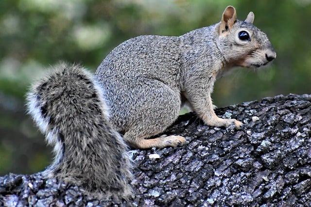 squirrel