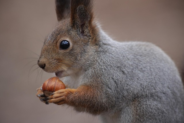 squirrel