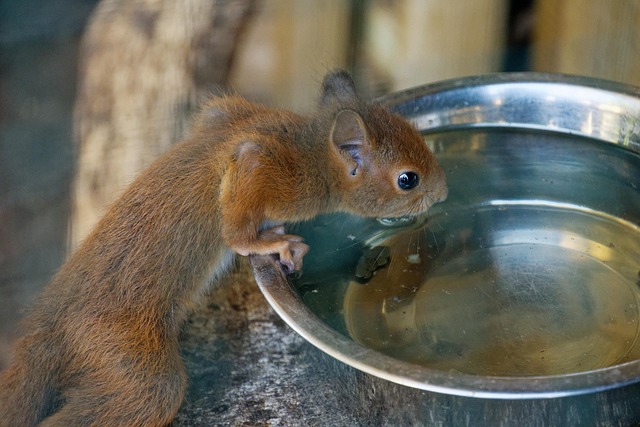 Squirrel-Proof Your Feeders, Feed Birds Happily: Leicester’s Top Calcium-Rich Sunflower Seeds