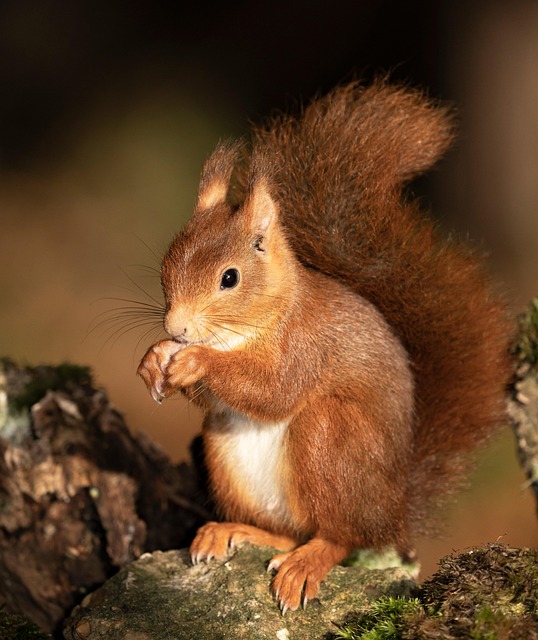 squirrel