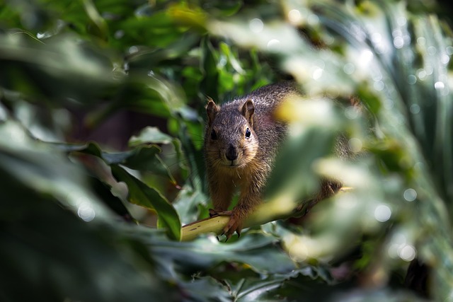 squirrel