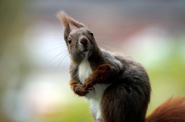 squirrel